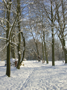 Winter im Landschaftspark Zinzow