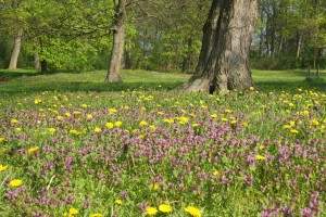 Blühende Naturwiesen - Frühling in Zinzow