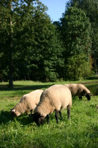 Schafe im Zinzower Schlosspark