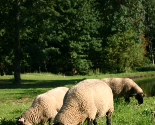 Schafe im Zinzower Schlosspark